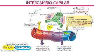 Hemodinamia  Tortora Derrickson [upl. by Bobseine]