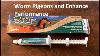 Worm Pigeons and Enhance Racing Performance [upl. by Combs678]