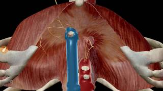 Diaphragm  Definition Function Muscle amp Anatomy  Kenhub [upl. by Iturk]