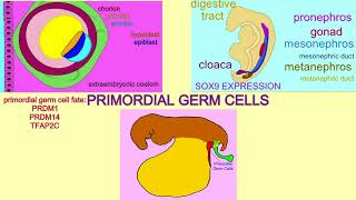 primordial germ cells [upl. by Htomit]