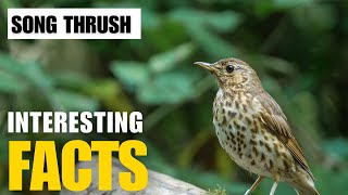 What Are the Most Interesting Facts About Song Thrush  Interesting Facts  The Beast World [upl. by Izmar]