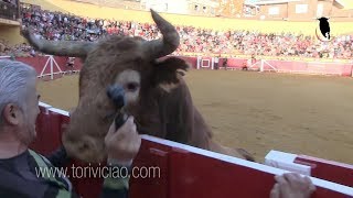 Canta jota al toro de Ustarroz y le remata en la valla  Lodosa 16 septiembre [upl. by Noryv220]