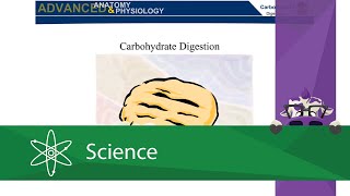 Carbohydrate Digestion [upl. by Noved]