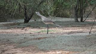 Black Legged Seriema [upl. by Tamra]