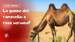 Le gobbe del cammello a cosa servono 🐫  Amoreaquattrozampeit [upl. by Diego]