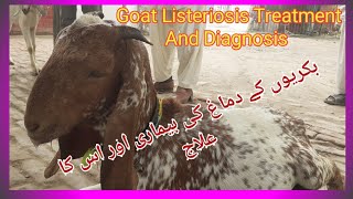 Deworming  How to deworm a goat using Ivermectin through an subcutaneous SQ injection [upl. by Ahsat]