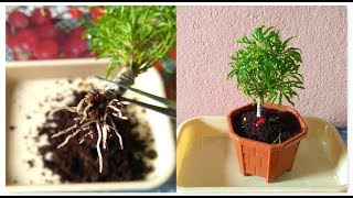 How To Grow Aralia From Cutting  Fusion Of Multiple Branch Cutting In Aralia amp its Repotting [upl. by Depoliti745]