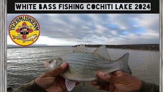 WHITE BASS FISHING COCHITI LAKE 2024 [upl. by Oakie459]