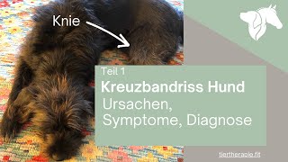 Teil 1 Kreuzbandriss beim Hund – Ursachen Symptome Diagnose [upl. by Adnarim]