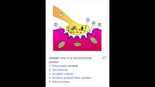 Neuromuscular Blocking Drugs  Depolarizing amp Nondepolarizing [upl. by Laram]