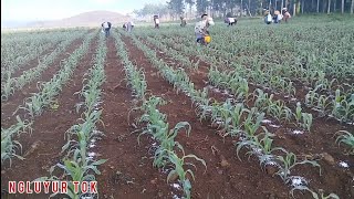 Cara Tanam Jagung Pembibitan Dari Awal Hingga Panen [upl. by Herates138]