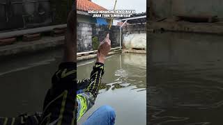 Dont Miss It  Rod Pol Daido Avelion From Indonesian shorts viralvideo fishing [upl. by Rubia]