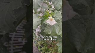 La datura une plante hallucinogène très dangereuse à Paris [upl. by Lahcar4]