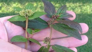 Chamaesyce Hirta the Rarest Medicinal Plant  Medicinal Benefits of Chamaesyce Hirta [upl. by Ardisj278]