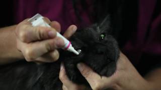 How to apply ointment to your pets eyes Vétoquinol Canada [upl. by Reisch]