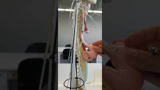 Spinal plexuses nerves wire model [upl. by Assilat822]