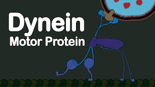 Dynein Motor Protein [upl. by Leahey264]