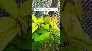 Dasheri mango 🥭 plant [upl. by Stead58]