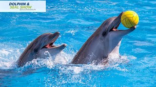 Dolphin Show in Dubai Full Video 2025  Ultimate Dubai Dolphinarium Experience [upl. by Rehpotsirhc170]