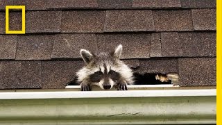 How to Evict Your Raccoon Roommates  National Geographic [upl. by Notkcorb70]