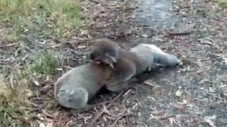 Koalas caught on camera fighting each other [upl. by Auberta130]