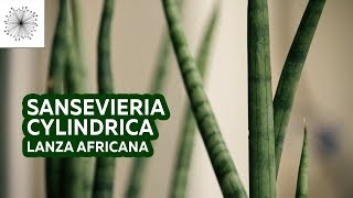 Todo sobre la Sansevieria cylindrica Lanza Africana o Planta Víbora [upl. by Aracal712]