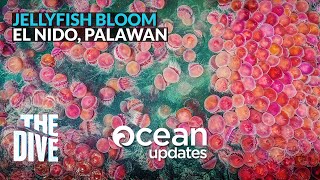 Blooming PINK Jellyfishes in Corong Corong Beach EL NIDO PALAWAN Tomato Jellyfishes [upl. by Kcin]