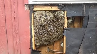 Bees in a wall Removal and relocation [upl. by Anis]