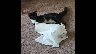 Mr Leo vs papertowel roll [upl. by Aleel306]