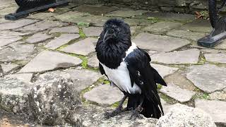 Knaresborough Castle Ravens [upl. by Lemert]