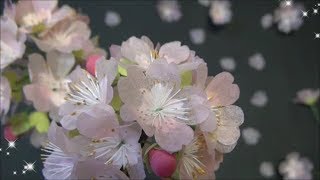 ペーパーフラワー）簡単！桜の花の作り方 【DIY】Paper Flower EasySakura [upl. by Pacifica]