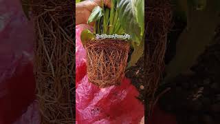 Root Bound Peace Lily Plant shortvideo shorts gardening peacelily rootbound repotting plants [upl. by Lurette]