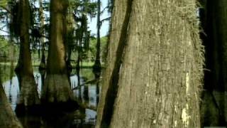 Caddo Lake State Park Texas [upl. by Etnoek82]