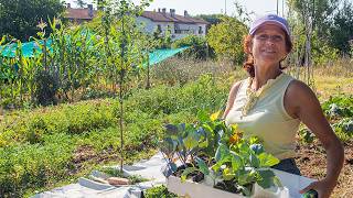 LAVORI di metà LUGLIO nellORTO Semine e trapianti👩‍🌾 [upl. by Plate]