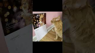 Cat Memes Scary Stories  New calendar cat meowmemes memes mememeow funny funnycat [upl. by Artemahs]