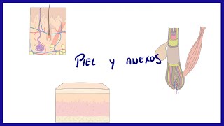 ANATOMIA  Piel y anexos folículo piloso uñas y glándulas  BLASTO [upl. by Andris662]