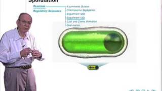 Sporulation in Bacillus subtilis [upl. by Nodnol]