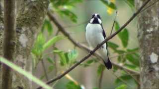 Sporophila lineola  Bigodinho  Lined Seedeater [upl. by Boyse]