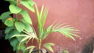 Palm Tree Growing  815 Days Time Lapse 4K [upl. by Xela]