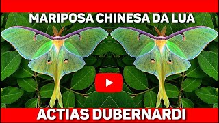 COMO NASCE A MARIPOSA CHINESA DA LUA [upl. by Arted]