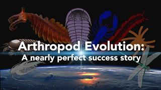 Arthropod Evolution A nearly perfect success story [upl. by Clywd833]