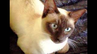 Tonkinese cat [upl. by Deloris]