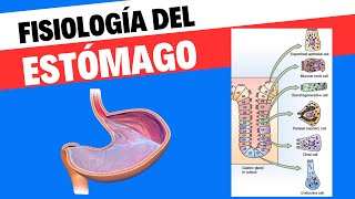 Fisiología del estómago [upl. by Anitra]