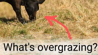 whats overgrazing and how to deal with it [upl. by Edgardo]