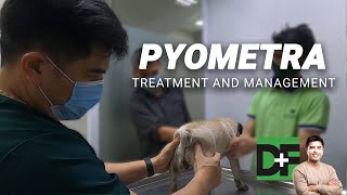 What Are The Signs Of Pyometra in a Dog EP 5 [upl. by Hardie]