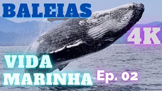 Vida Marinha das Baleias em cenas gravadas em 4k [upl. by Joacima]