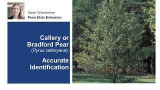 Callery or Bradford Pear Accurate Identification [upl. by Ellimac]