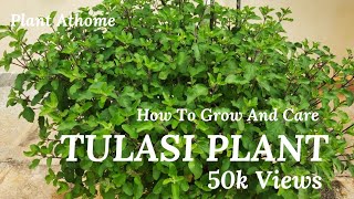 Simple Ways To Care Tulasi plant At Home  Tulasi Plant  Basil Plant  How to Care Tulsi Plant [upl. by Malone]