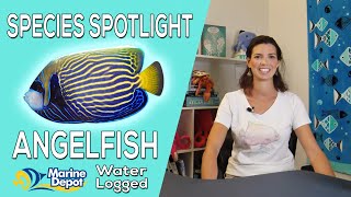 Are Angelfish Reefsafe Species Spotlight with Hilary [upl. by Amasa]