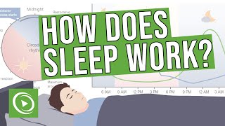 How does sleep work  Introduction Physiology EEG Circadian Rhythm amp Stages of Sleep [upl. by Suoivatnod980]